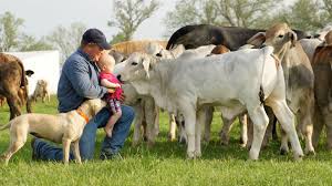 11 Things Only Brahman People Understand Ranch House Designs Inc