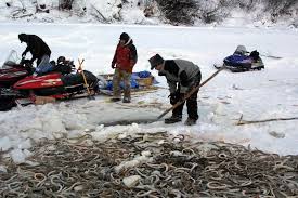 Arctic Lamprey Lecture reveals a fascinating and mysterious creature - WISE