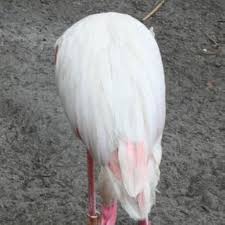 The God of Animals: A Novel : Kyle, Aryn, Rabe, Lily: Amazon.ca: Livres