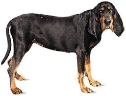 Black And Tan Coonhound Puppies For Sale In Ky Black And Tan Coonhound Coonhound Puppy Coonhound Red Tick Coonhound