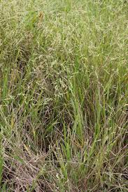 Image result for Steinchisma