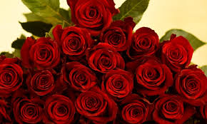 Low prices guaranteed · free shipping · for all occasions Which Red Roses Do You Choose For Valentine S Day Thursd