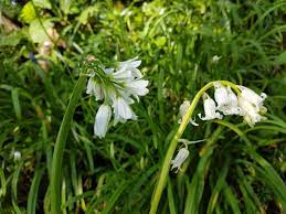 332 безплатни снимки на white bell flowers. Are White Bells Edible Wild Walks Southwest
