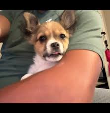 MISSING!!! Last seen in Dover, NH. I trusted their pet sitter before he  failed to meet me