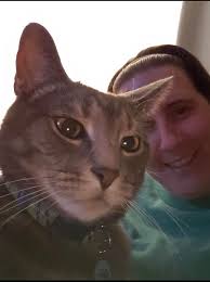 Lost neutered gray cat in Greensburg area