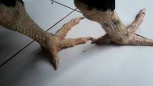 Ayam bangkok asli dinilai mempunyai tulang yang kuat dengan type tarung peluk, control, rapat sulit dipukul, lincah dan pantang menyerah. Katuranggan Sisik Kaki Ayam Thailand Ciri Ciri Sisik Kaki Ayam Thailand
