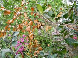 Maybe you would like to learn more about one of these? Camellia Canker And Dieback American Camellia Society