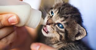To cleanse the area, gently wipe around the eye with a warm, damp, soft cloth. What To Do If You Find An Abandoned Kitten Meowingtons