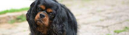 A small pet will cost just over $100 to ship via community transportation to a nearby location. Shipping Dogs By Air How Much Does It Cost To Ship A Dog Petrelocation