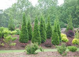 You can find arborvitae trees for sale at naturehills.com!. North Pole Arborvitae Thuja Occidentalis Proven Winners