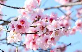 Fiore (dal latino flos, floris). Magazine Oltre Il Piatto Fiori Di Primavera E Leggende Non Solo Buono