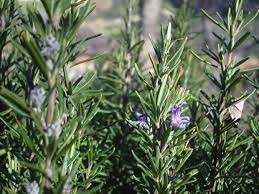 Oil Of Rosemary Science Says May Be Nature S Best Food Preserver And Health Protector Rosemary Plant Rosemary Plant Care Growing Rosemary