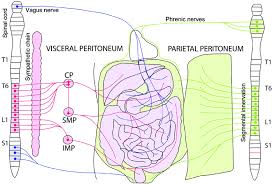Sensory information from the body and critical signals traveling to and from the limbs, trunk. Innervation Of The Peritoneum The Parietal Peritoneum Green Is Download Scientific Diagram
