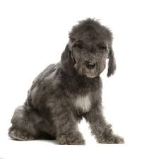Terriers may be sensitive about having their paws touched, so get him used to it as a puppy. Bedlington Terrier Auch Rothbury Terrier Hunde