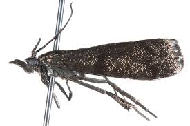 Image result for Pyla fusca