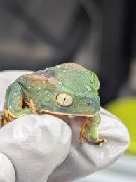 Image result for Raphidiocystis phyllocalyx