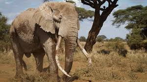 Asian elephants can live up to 48 years. One Of Kenya S Last Big Tusker Elephants Dies Aged 50 Bbc News