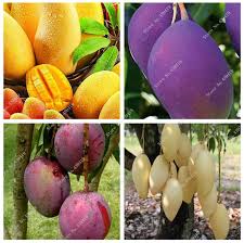 Fill the pot with the soil media up to 2 inches (5 cm.) from the rim of the container. 2016 Rare Bonsai Fruit Tree Seeds Giant Mango Seed Plant Mango Tree Garden Diy Pot Plant Free Shipping 5 Pcs Bag Seed Fruit Seed Bonsaibag Ball Aliexpress