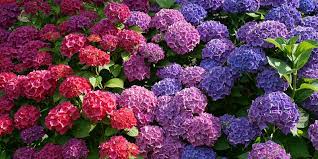 Hydrangeas Flower Power