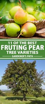 In some climates the hood pear will turn brown with a. 11 Of The Best Fruiting Pear Varieties Gardener S Path