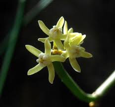 Image result for Cynanchum viminale