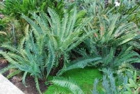 Image result for Encephalartos munchii