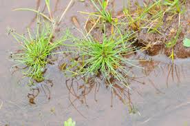 Image result for Isolepis setacea
