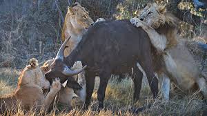 Check spelling or type a new query. Moremi Game Reserve Botswana Rwandaluxury Gorilla Safaris