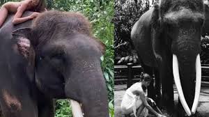 13, according to the sun. Russian Instagram Influencer Poses Naked On Elephant In Bali Faces Outrage On Social Media Curly Tales