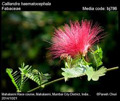 Image result for Calliandra haematocephala