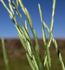 Image result for Leptochloa obtusiflora