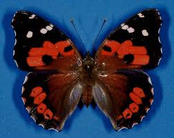 Kamehameha Butterfly Vanessa Tameamea Butterfly Images Butterfly Kamehameha