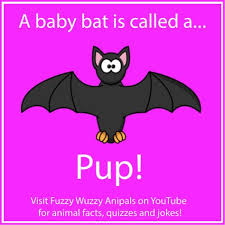 Even if you're a zoology expert, this list might just surprise you. 51 Animal Facts For Kids Ideas Animal Facts For Kids Animal Facts Facts For Kids