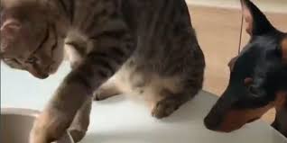 This Video Of A Cat Helping Feed A Dog Is All You Need Right Now