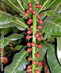 Image result for Barringtonia