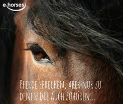 wahre worte oder pferde zitate pferdespruche pferde