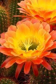A cactus (plural cacti, cactuses, or less commonly, cactus) is a member of the plant family cactaceae, a family comprising about 127 genera with some 1750 known species of the order. Cactus Flowers Unusual Flowers Desert Flowers Beautiful Flowers