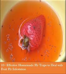 Check spelling or type a new query. 10 Effective Homemade Fly Traps To Deal With Fruit Fly Infestation The Self Sufficient Living Fruit Fly Trap Homemade Fruit Fly Trap Catch Fruit Flies