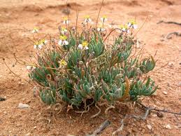 Image result for Hypertelis salsoloides