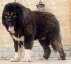 Big Black Brown White Dog Front Side View Of An Extra Large Breed Brown Brindle And White Dog That Looks Like A Giant Teddy B Caucasian Shepherd Dog Russian Bear Dog Shepherd Dog Breeds