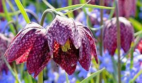 See more ideas about flowers, unique, unique bouquet. 10 Most Unusual But Unique Flowers In The World Wonderslist
