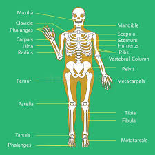 Über 7 millionen englischsprachige bücher. Skeleton Diagram Stock Illustrations 4 422 Skeleton Diagram Stock Illustrations Vectors Clipart Dreamstime