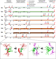 We did not find results for: Src Family Kinases Adaptor Proteins And The Actin Cytoskeleton In Epithelial To Mesenchymal Transition Cell Communication And Signaling Full Text