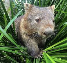 Pin By Arsen Chepurnyj On Wombat Cuddly Animals Australian Mammals Animals Wild