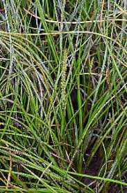 Image result for Triglochin striata