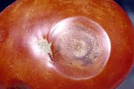 Image result for Colletoecema