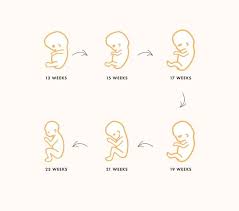 Maybe you would like to learn more about one of these? Everything You Need To Know About The Second Trimester Of Pregnancy Kindred Bravely