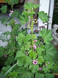 Marshmallows are a staple of the modern candy landscape. Harvest And Use Of Marshmallow Root Althea Officinalis Creation S Garden