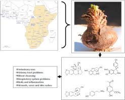 Image result for Crinum subcernuum