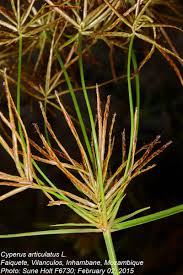 Image result for Cyperus articulatus
